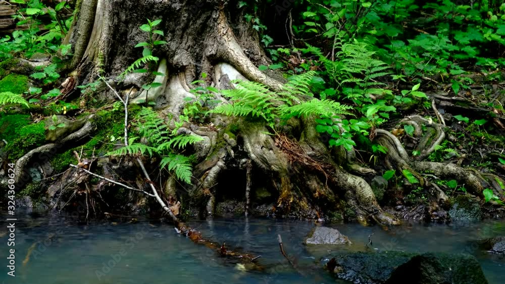Fast flowing river in a wild area -Slow panning video Fast flowing river in a wild area -Slow panning video