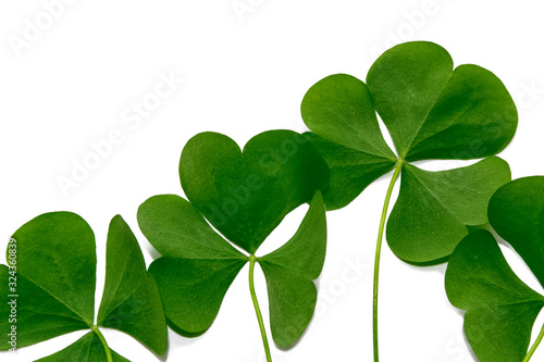 green clover leaves isolated on white background. St.Patrick 's Day © alenalihacheva