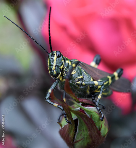 grasshopper on grass © TIAGO Matias