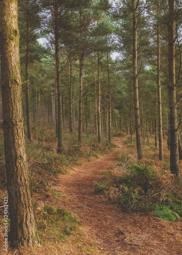 A English Woodland scene in mid winter, with the low sunlight shining throughout