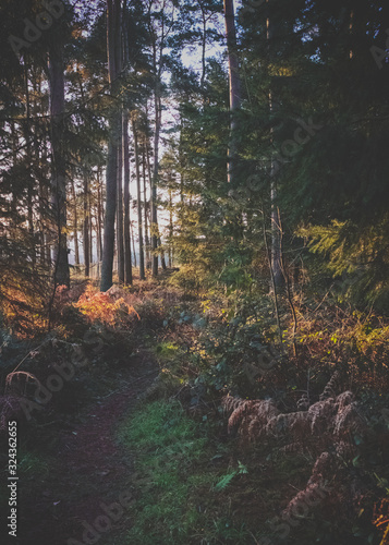 A English Woodland scene in mid winter, with the low sunlight shining throughout