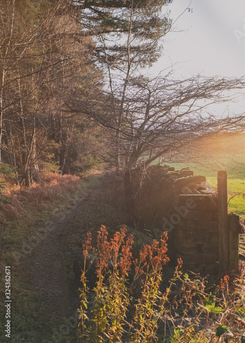 A English Woodland scene in mid winter, with the low sunlight shining throughout