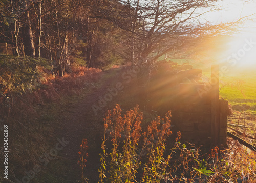 A English Woodland scene in mid winter, with the low sunlight shining throughout