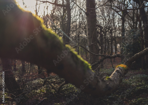 A patch of moss spores in winter in a english woodland scene 