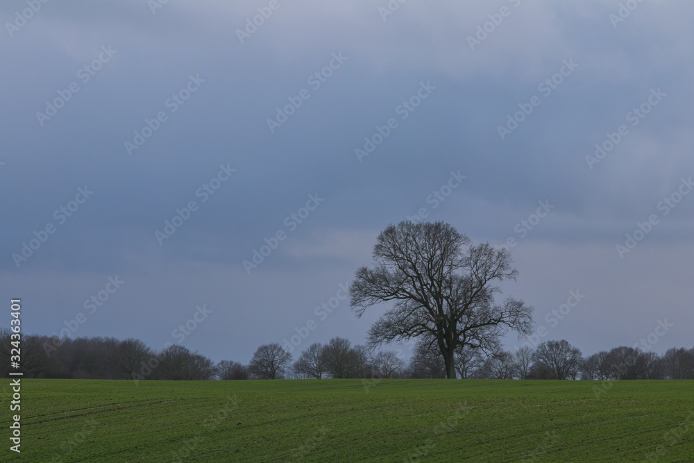 solitary oak tree on field with dark clouds in winter, copy space