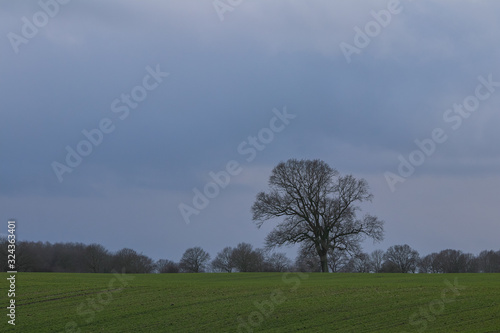 solitary oak tree on field with dark clouds in winter, copy space