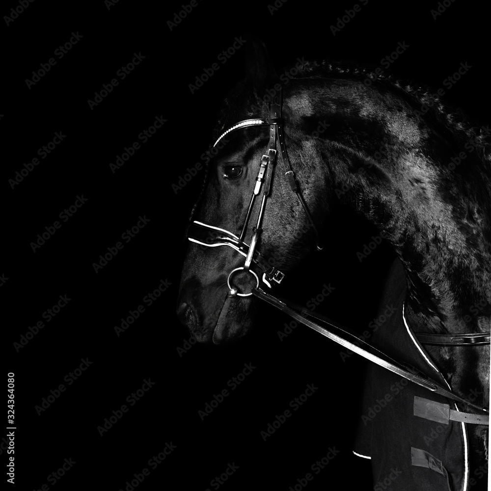 Black purebred friesian horse in black dressage bridle and bit isolated on black background. witj copy space. Animal portrait.
