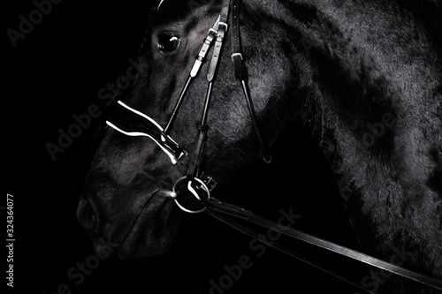 Obraz na płótnie Black purebred friesian horse in black dressage bridle and bit isolated on black background. witj copy space. Animal portrait. w salonie