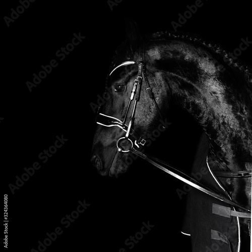 Obraz na płótnie Black purebred friesian horse in black dressage bridle and bit isolated on black background. witj copy space. Animal portrait. w salonie