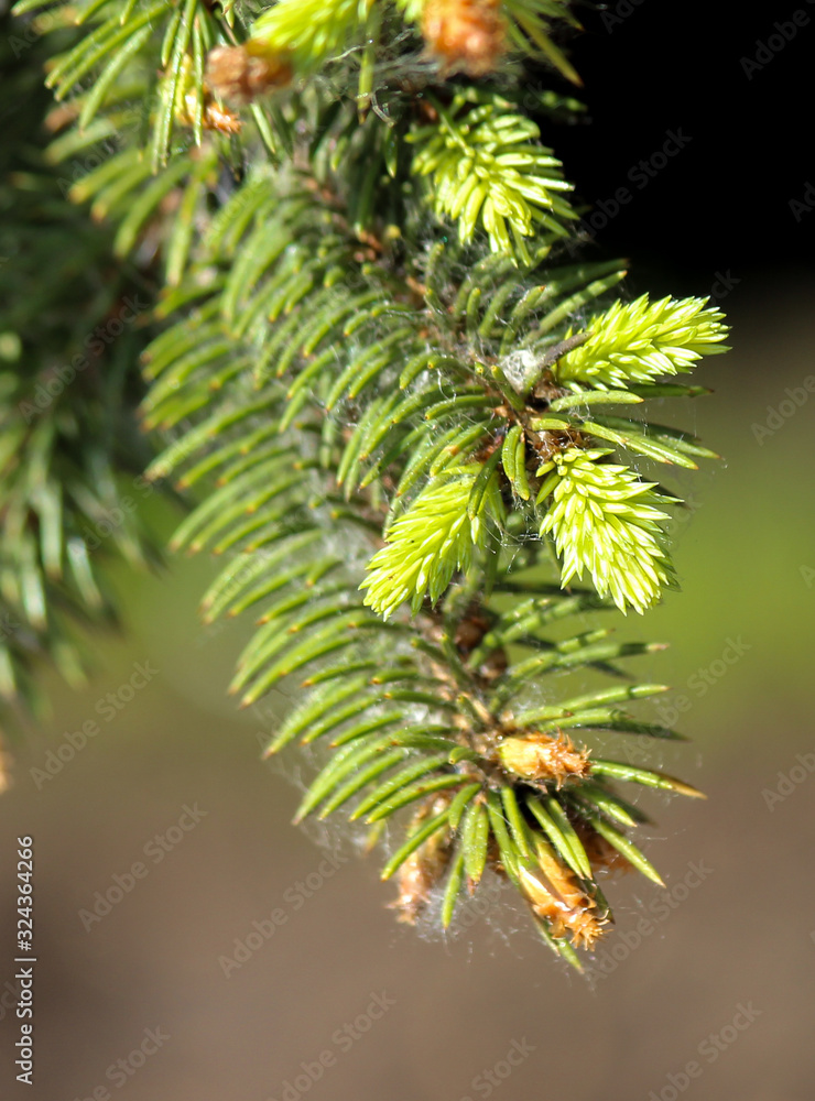 New shoots and young cones on a spruce tree