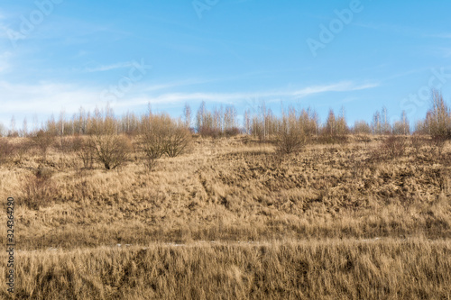 The hill with the dry grass with pine trees and trees in the background
