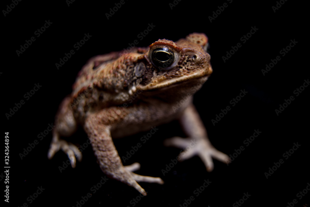 Cane or giant neotropical toad on black Cane or giant neotropical toad on black