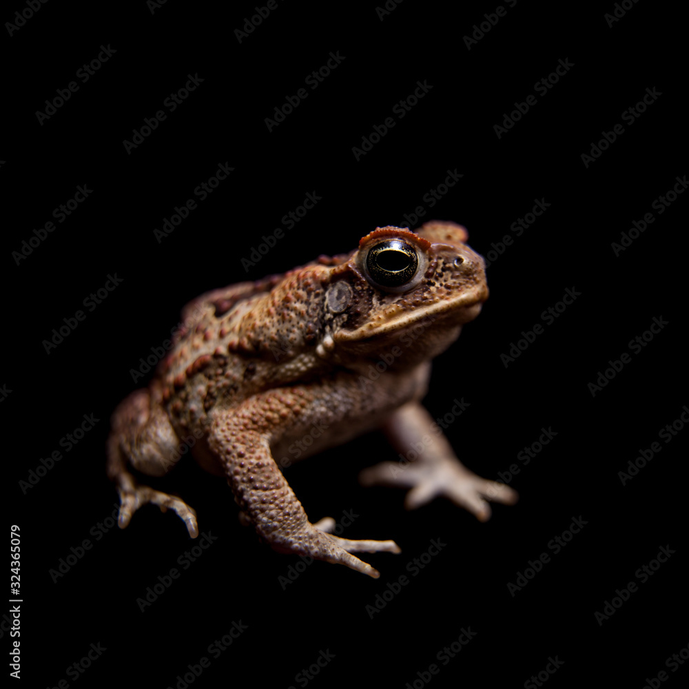 Cane or giant neotropical toad on black Cane or giant neotropical toad on black