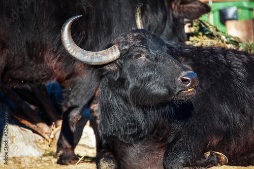 portrait of lazy black buffalo
