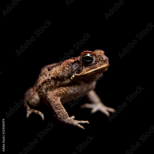 Cane or giant neotropical toad on black