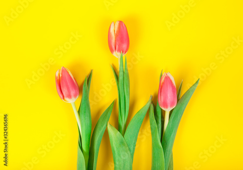 Fototapeta Naklejka Na Ścianę i Meble -  tulips blossom flowers on yellow color background. spring concept