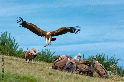 Griffon Vulture flying over the Cantabrian Sea, Liendo, Liendo Valley, Cantabrian Sea, Cantabria, Spain, Europe