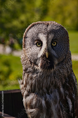 Owl sitting on a fence in the park