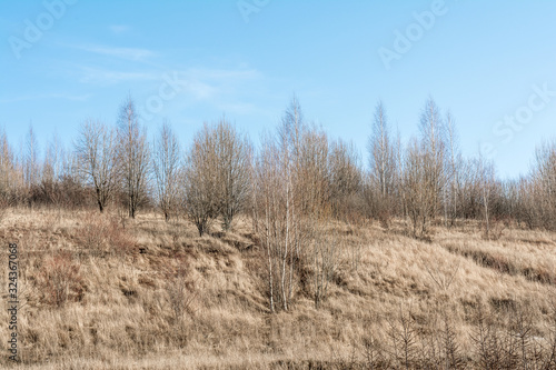 The hill with the dry grass with pine trees and trees in the background