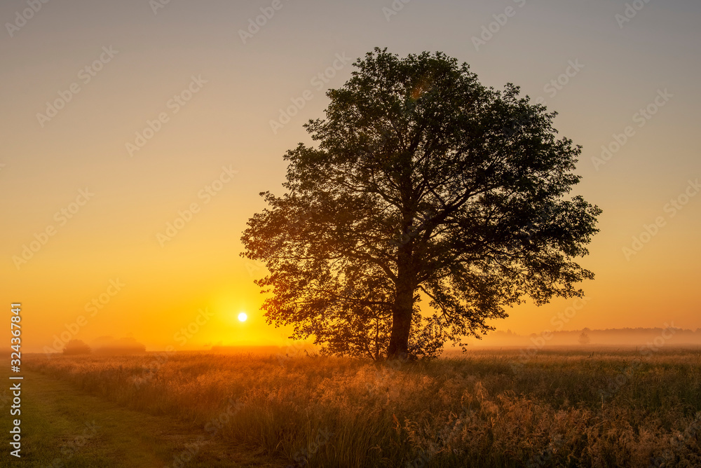 Obraz premium Beautiful misty morning in the meadow