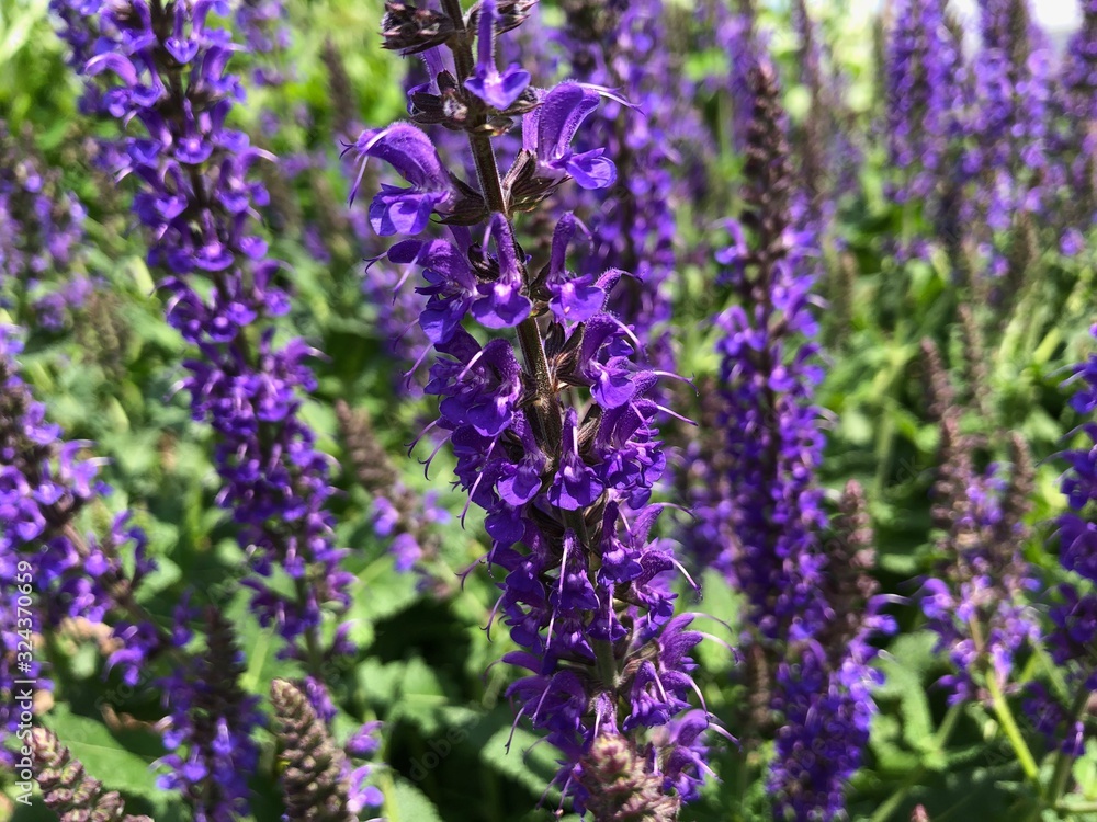 Obraz premium Purple Lavender Plant Closeup
