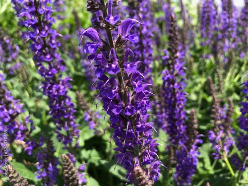 Purple Lavender Plant Closeup