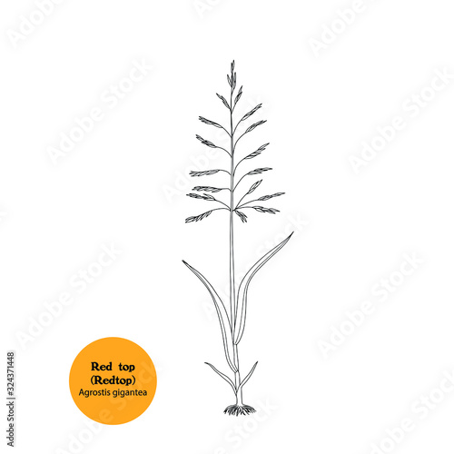 Line drawing vector illustration of Red top plant, Agrostis gigantea
