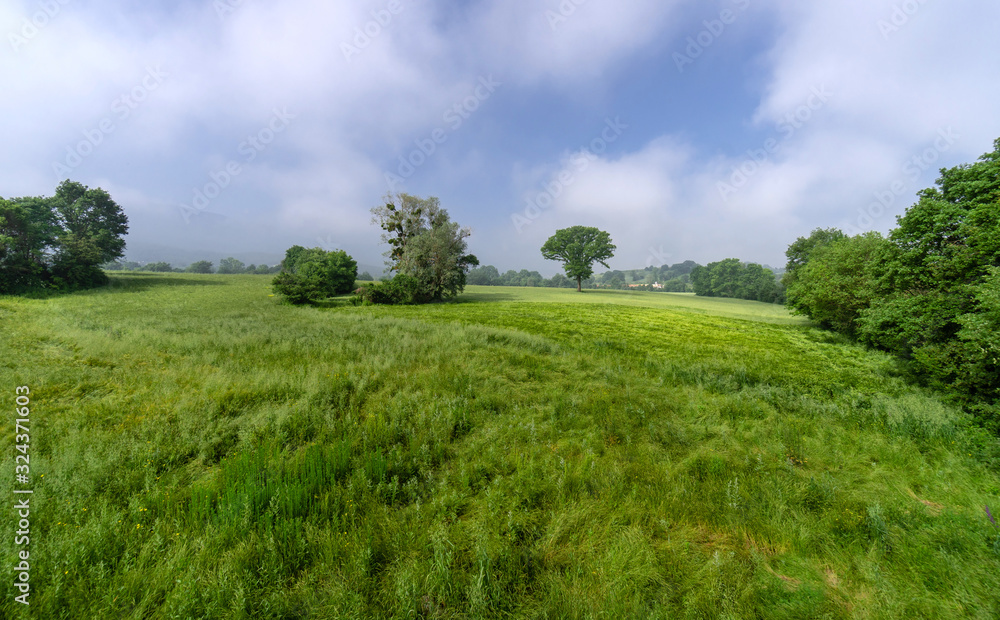 A beautiful tree in the countryside.