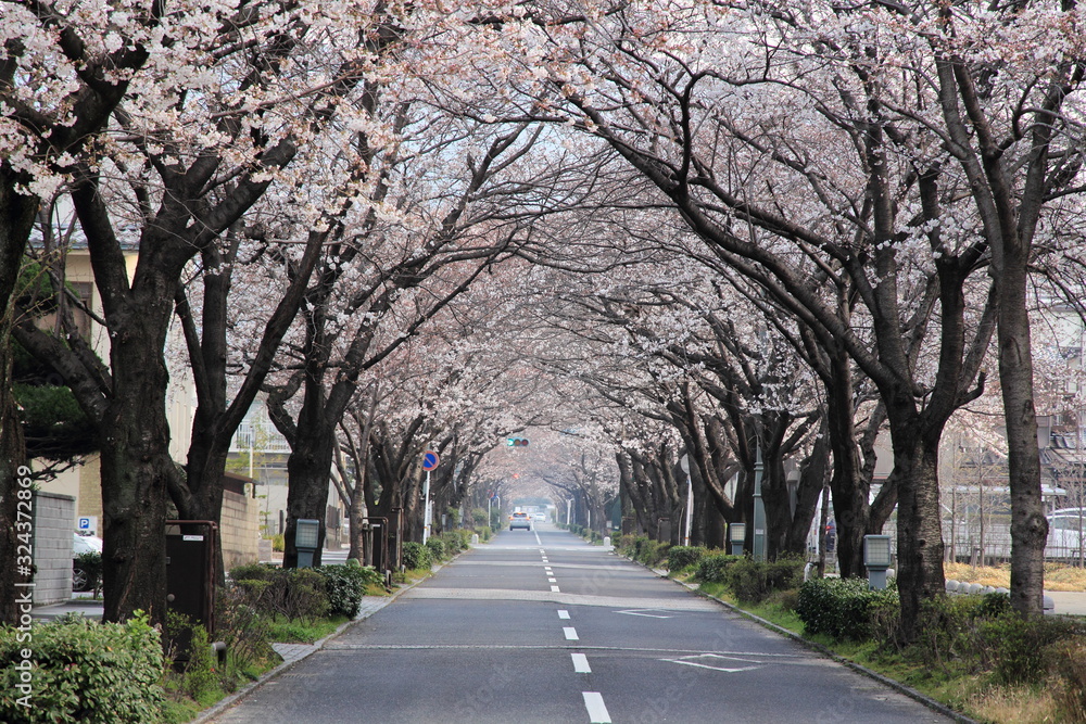 山口県　周南市　毛利町　緑と文化のプロムナード　桜並木