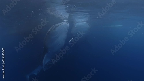 Two Whale Shark (Rhincodon typus) feeding on surface underwater frontal view. Kaimana (Indonesia) photo