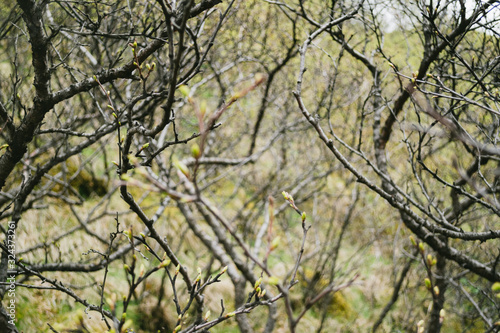 Tree branches near Svartifoss waterfall in Iceland
