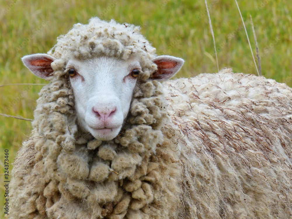 Sheep in nature on meadow looking at camera on green background. 