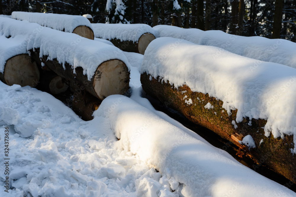Spruce logs lying in a snowy forest in winter.