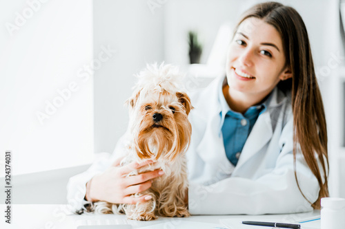 Veterinarian doctor and a york terrier at vet clinic. photo