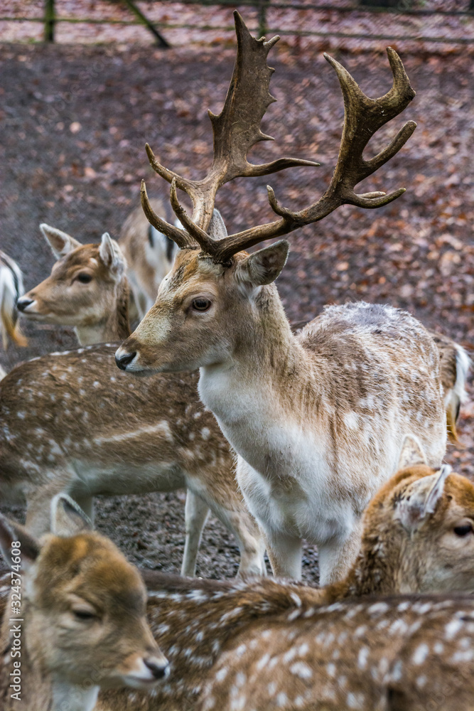 Fawns in reservation in forest in Zeist, Netherlands Fawns in reservation in forest in Zeist, Netherlands