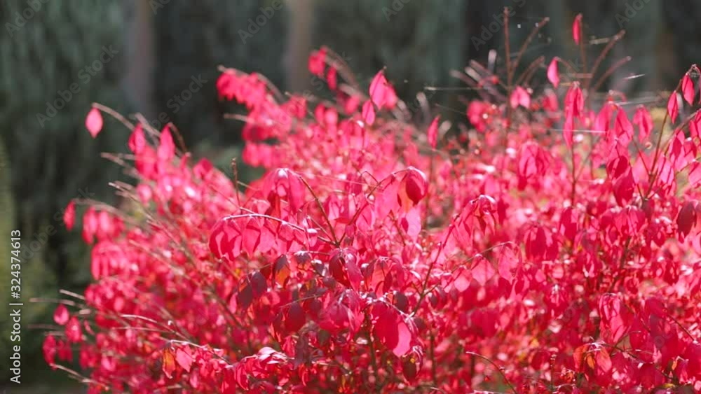 Multi colored tree leaves in autumn. Beautiful movement of colorful bush Multi colored tree leaves in autumn. Beautiful movement of colorful bush