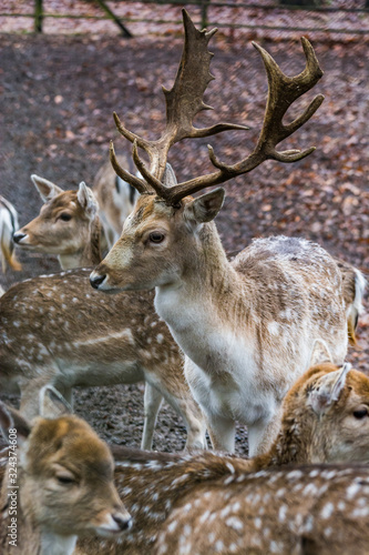 Fawns in reservation in forest in Zeist  Netherlands