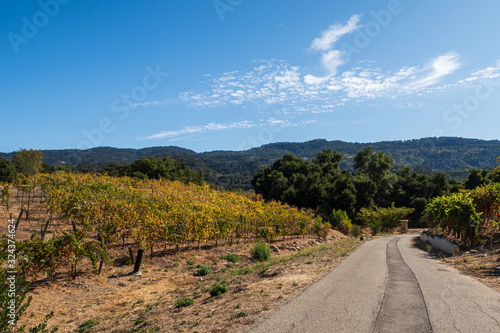road in the vineyard photo