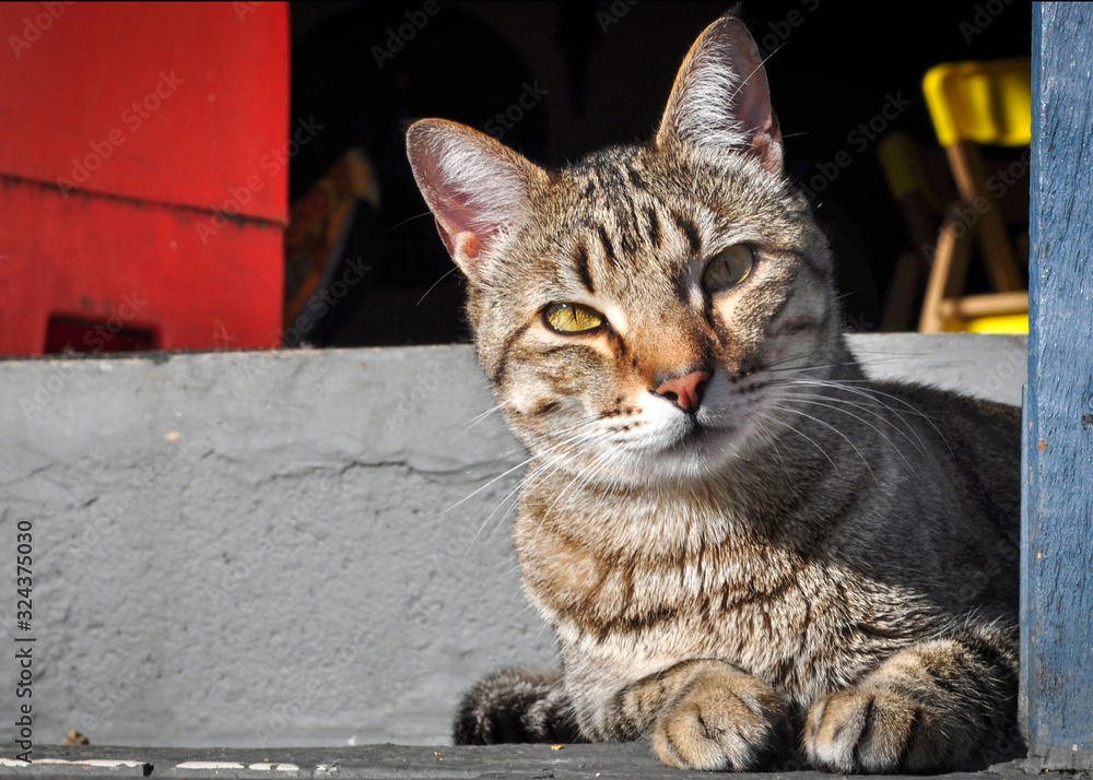 Obraz premium Olhar do Gato