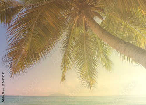 Low angle view at beautiful coconut palm tree with sky at background