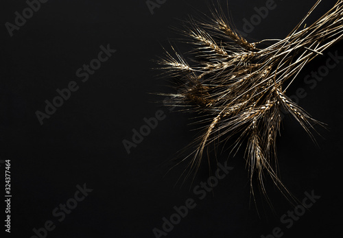  Golden wheat ears on a black background. Concept luxury with space for text