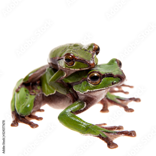 Big green whipping frog isolated on white