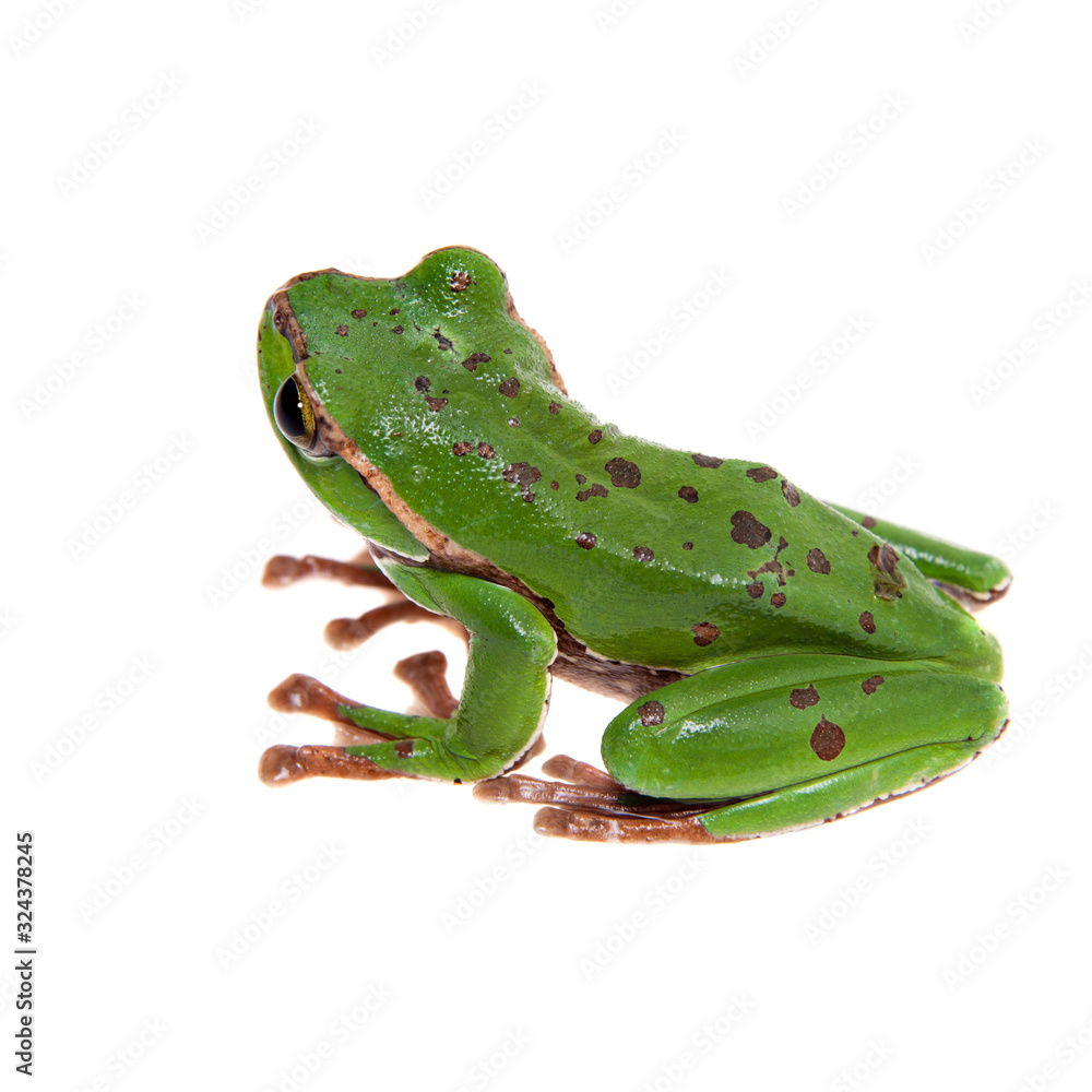Big green whipping frog isolated on white