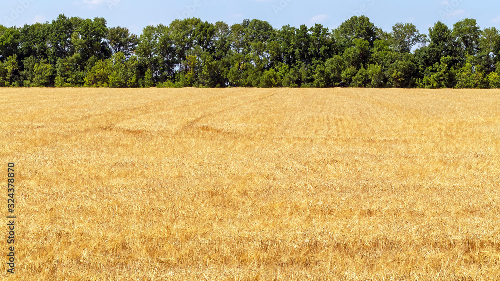 Fototapeta premium Field and trees