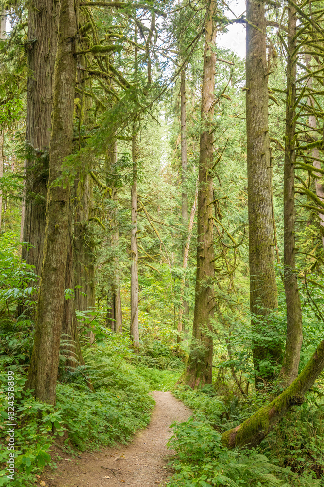 Fragment of Hayward Lake Park trail in Vancouver, Canada.