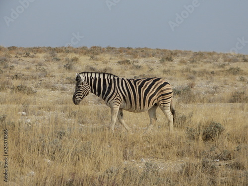 A zebra walks lonely through the savannah of Etosha Nationalpark