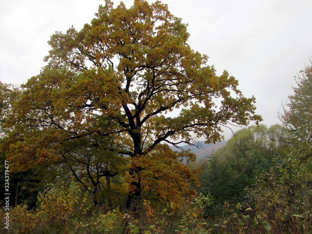 Beautiful oak in the autumn in yellow and green