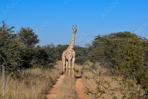 giraffe
