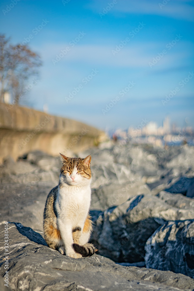 cat on the rocks