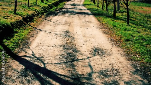 Empty country side road passing trough plums alley in sunny spring day.